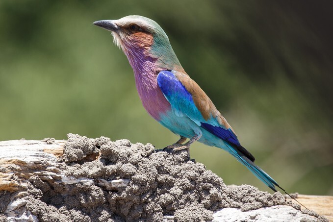 Lilac Breasted Roller Bird in Chobe National Park, Botswana, Africa